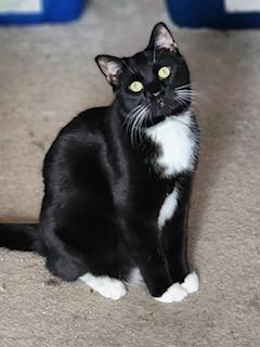 Enlarge Glory, a Adoptable Domestic Short Hair in Johnson City, TN image 1/2