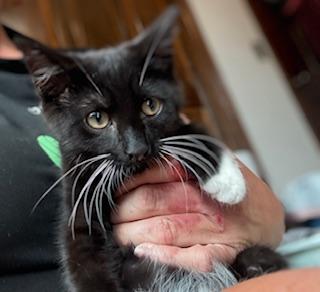 Enlarge Glory, a Adoptable Domestic Short Hair in Johnson City, TN image 2/2