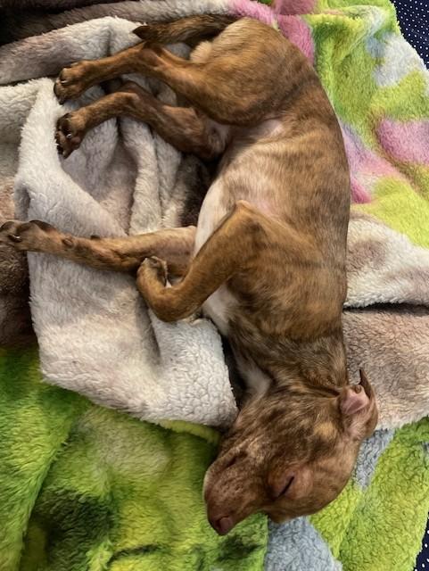 Enlarge Pixel, a ADOPTABLE mixed breed in Gilbert, AZ image 3/4