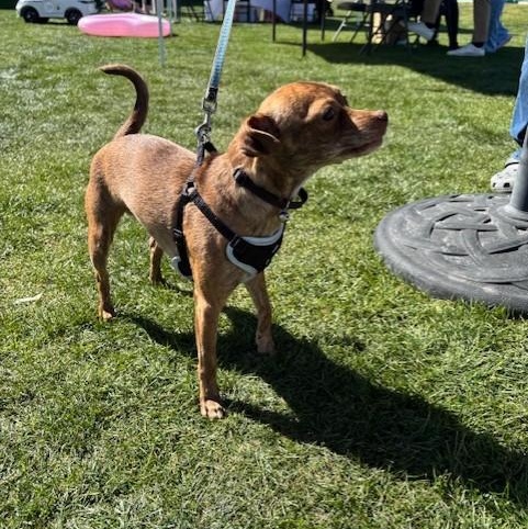 Enlarge Pixel, a ADOPTABLE mixed breed in Gilbert, AZ image 4/4