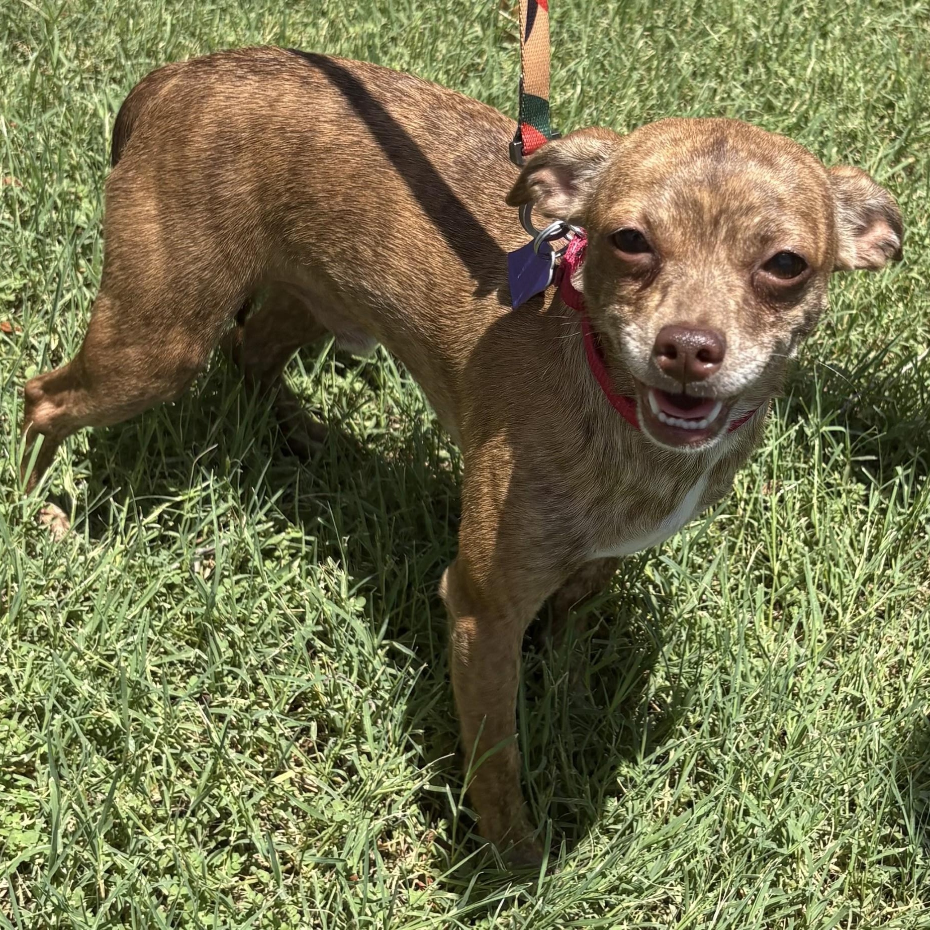 Enlarge Pixel, a ADOPTABLE mixed breed in Gilbert, AZ image 2/4
