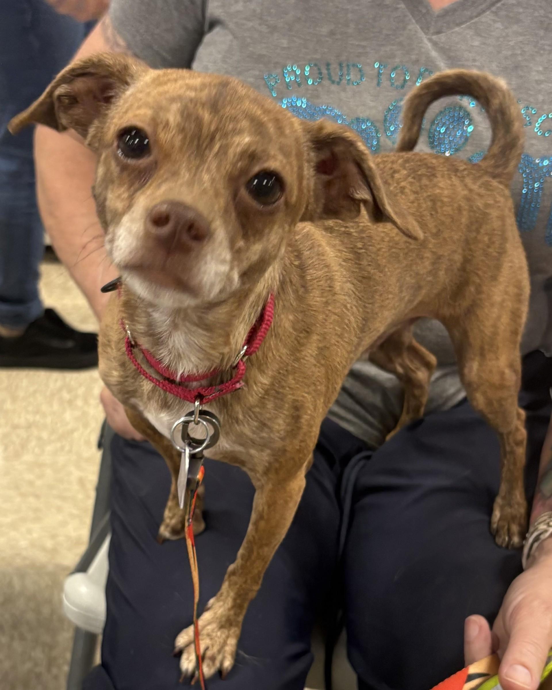 Pixel, ADOPTABLE, Adult Male Chihuahua.