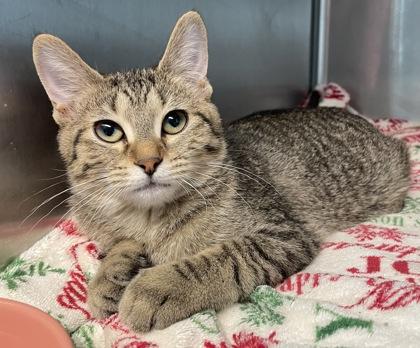 Doreen, Adoptable, Kitten Female Domestic Short Hair & Tabby.