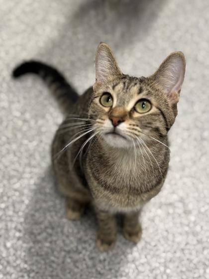 Enlarge Doreen, a Adoptable mixed breed in Tinley Park, IL image 1/6