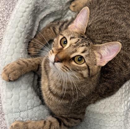 Enlarge Doreen, a Adoptable mixed breed in Tinley Park, IL image 3/6