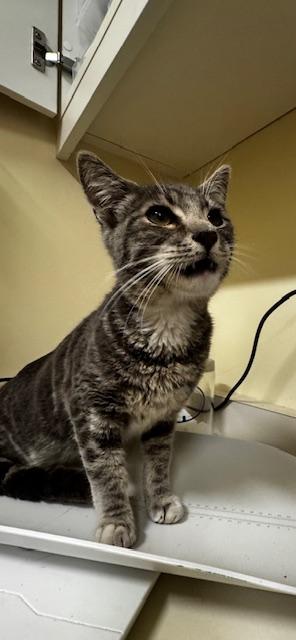 Enlarge A197939, a Adoptable Domestic Short Hair in Fremont, CA image 1/1