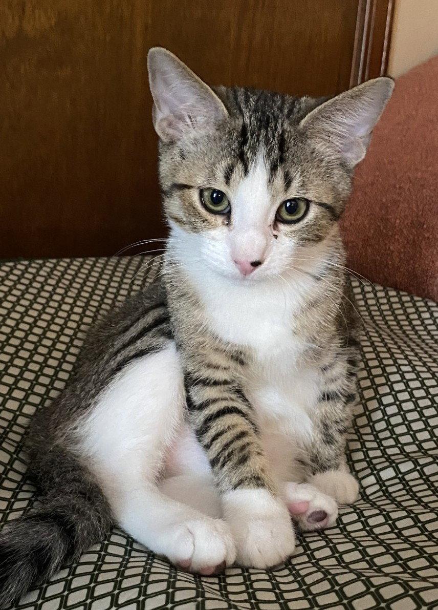 Harry, Adoptable, Kitten Male Domestic Short Hair.