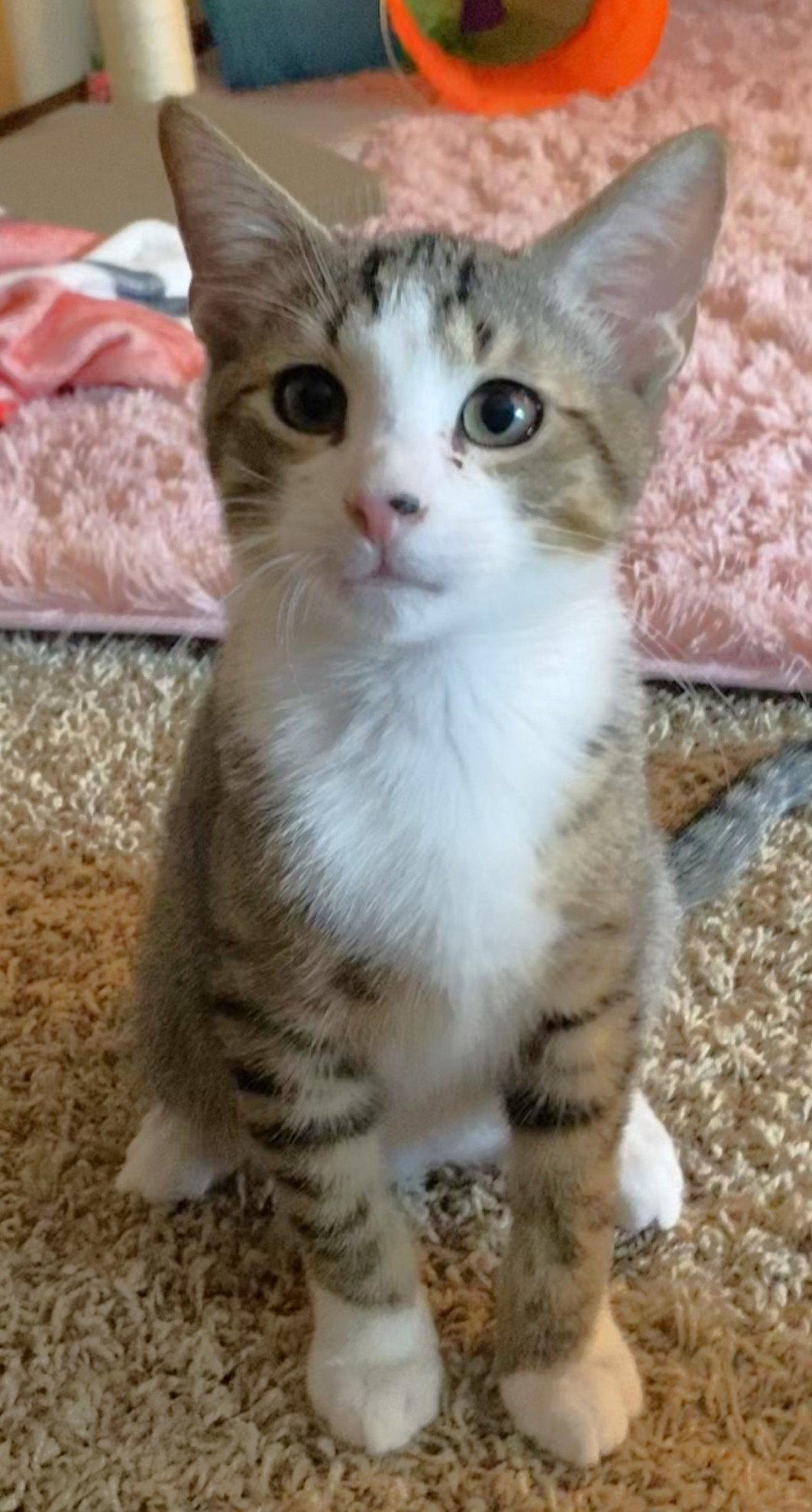 Enlarge Harry, a Adoptable Domestic Short Hair in Shawnee, KS image 2/3