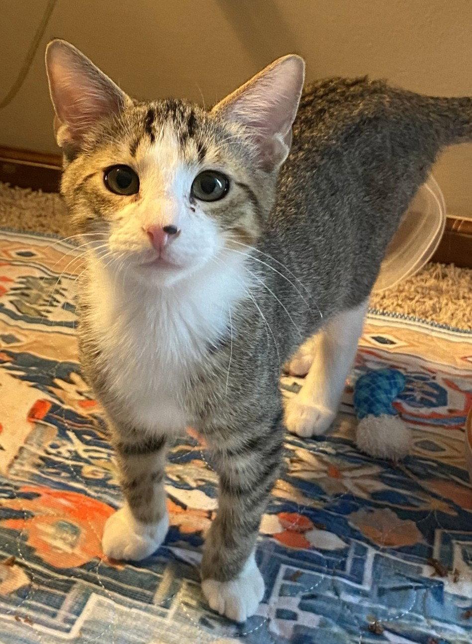 Enlarge Harry, a Adoptable Domestic Short Hair in Shawnee, KS image 3/3