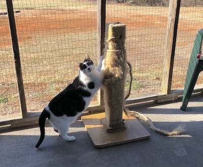 Constance, a Adoptable Domestic Short Hair in Palmyra, VA image 2/6