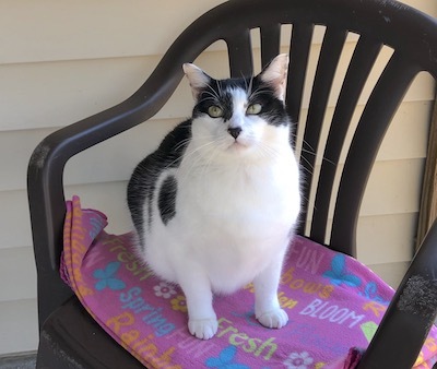 Constance, a Adoptable Domestic Short Hair in Palmyra, VA image 1/6