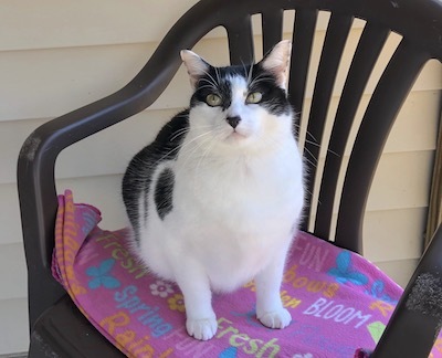 Constance, a Adoptable Domestic Short Hair in Palmyra, VA image 3/6