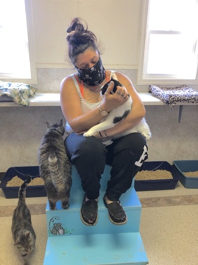 Constance, a Adoptable Domestic Short Hair in Palmyra, VA image 4/6