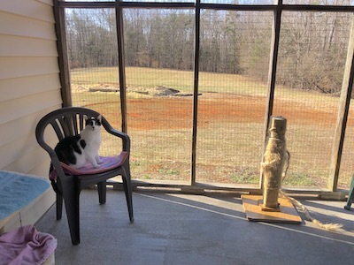 Constance, a Adoptable Domestic Short Hair in Palmyra, VA image 5/6