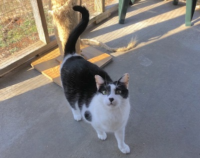 Constance, a Adoptable Domestic Short Hair in Palmyra, VA image 6/6