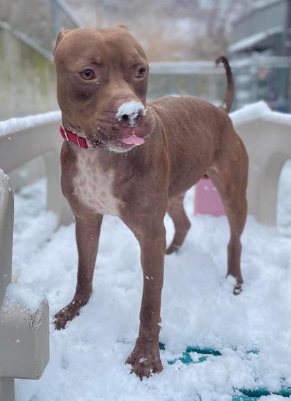 Enlarge Hermes, a Adoptable mixed breed in Valley View, OH image 1/3