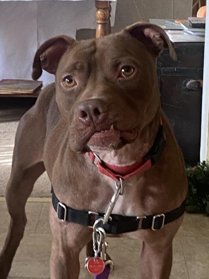 Hermes, Adoptable, Adult Male Pit Bull Terrier & Boxer.