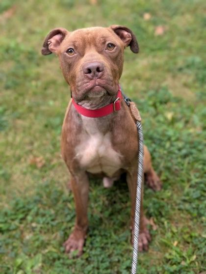 Hermes, Adoptable, Adult Male Pit Bull Terrier & Boxer.