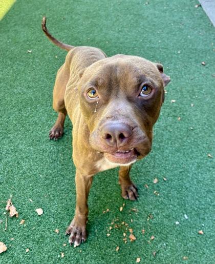 Enlarge Hermes, a Adoptable mixed breed in Valley View, OH image 1/3