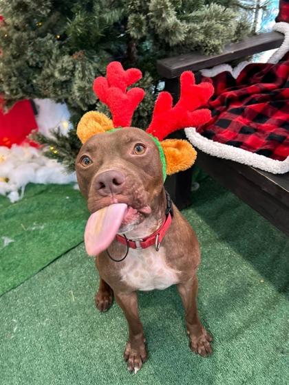 Enlarge Hermes, a Adoptable mixed breed in Valley View, OH image 2/3