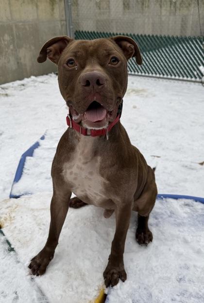 Enlarge Hermes, a Adoptable mixed breed in Valley View, OH image 3/3