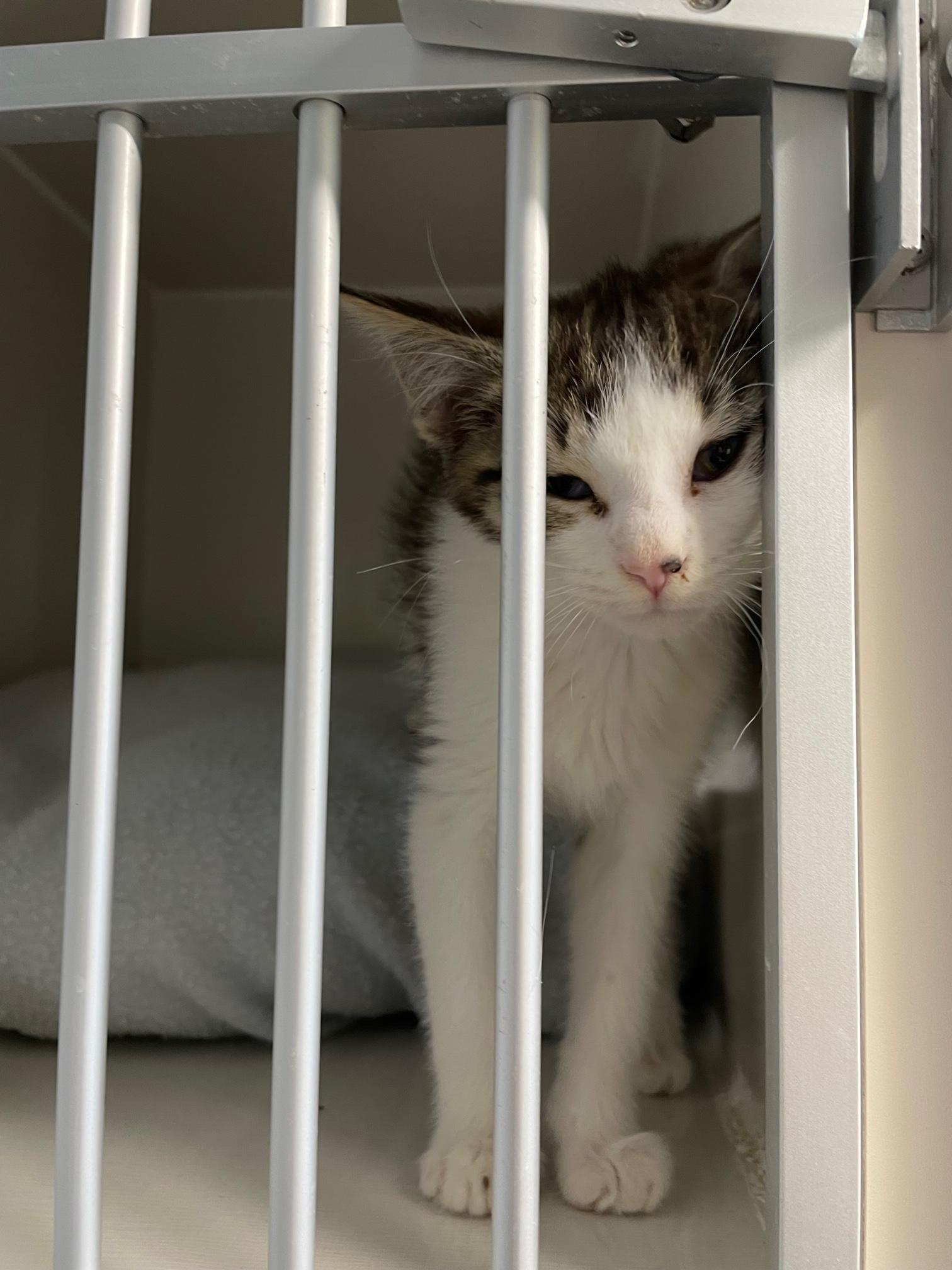 Enlarge Jetta, a Adoptable Domestic Short Hair in Arthurette, NB image 1/1