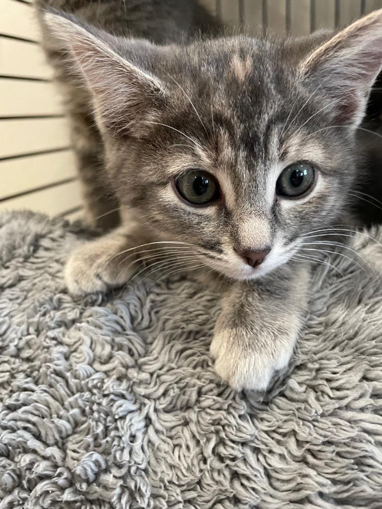 2- Ariel, Adoptable, Kitten Female Domestic Medium Hair.