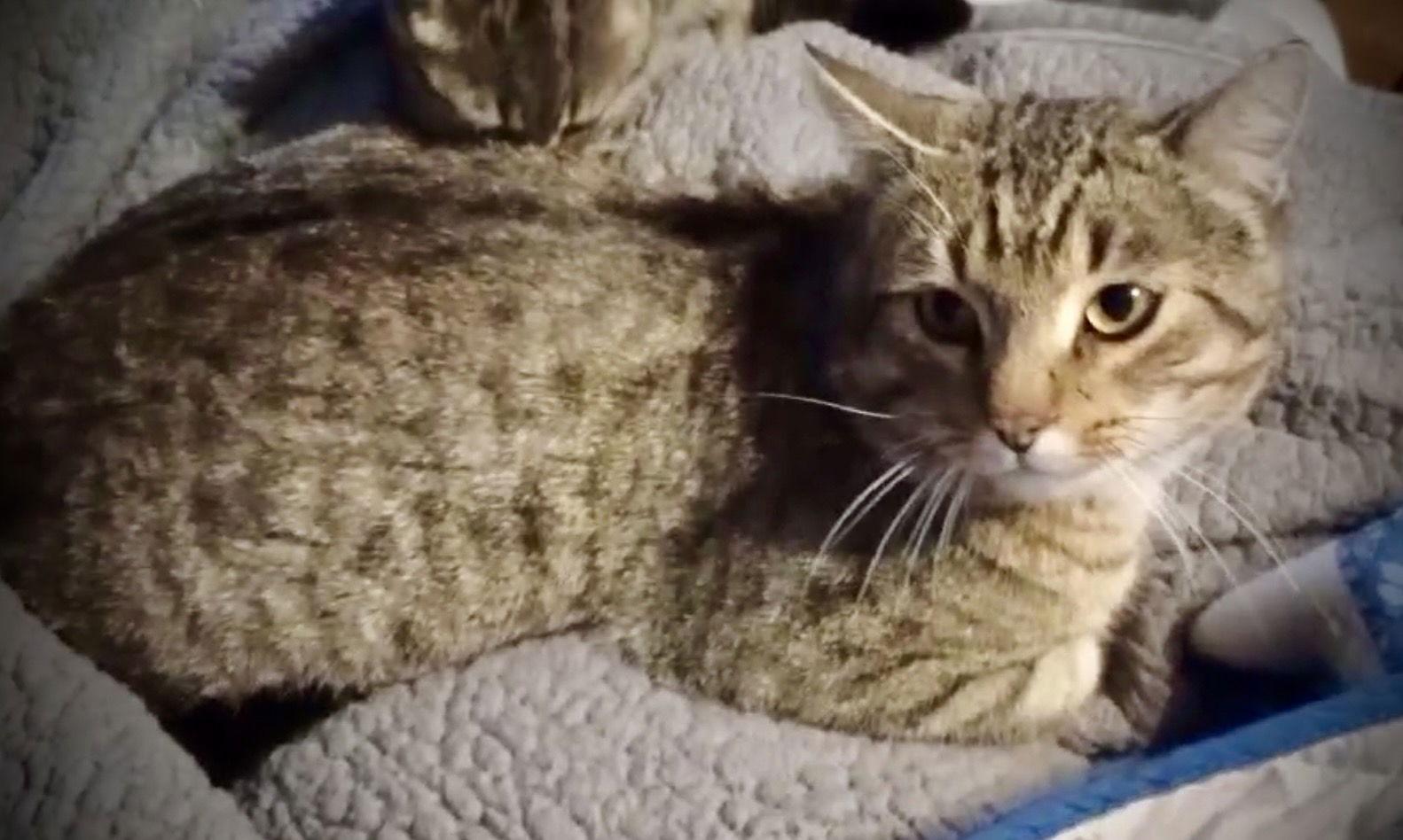 Barney (Blk & Tan Tabby), Adoptable, Adult Male Tabby.