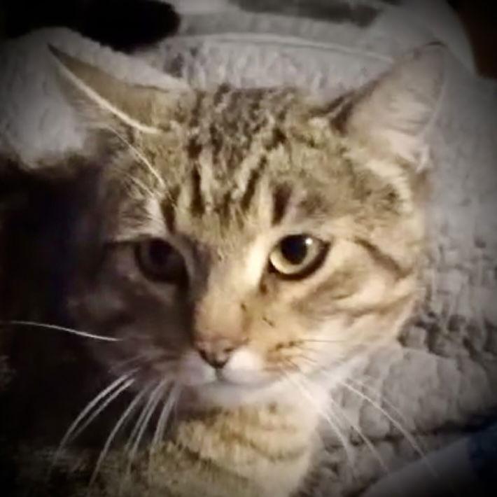 Barney (Blk & Tan Tabby), a Adoptable Tabby in Piedmont, MO image 2/2