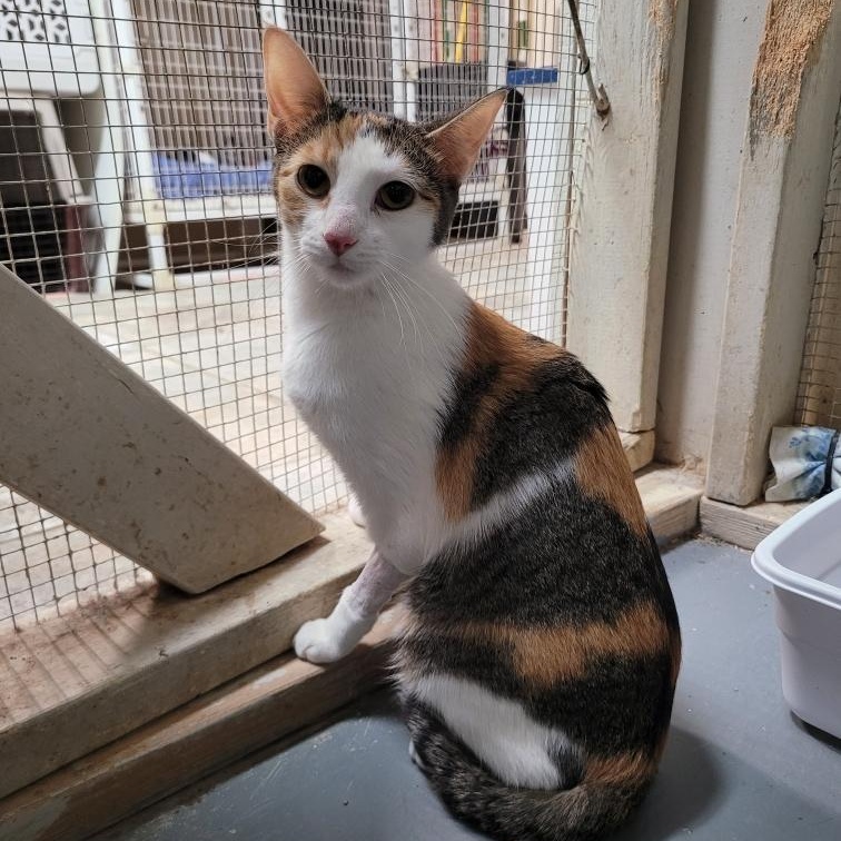 Davina, Young Female Domestic Short Hair