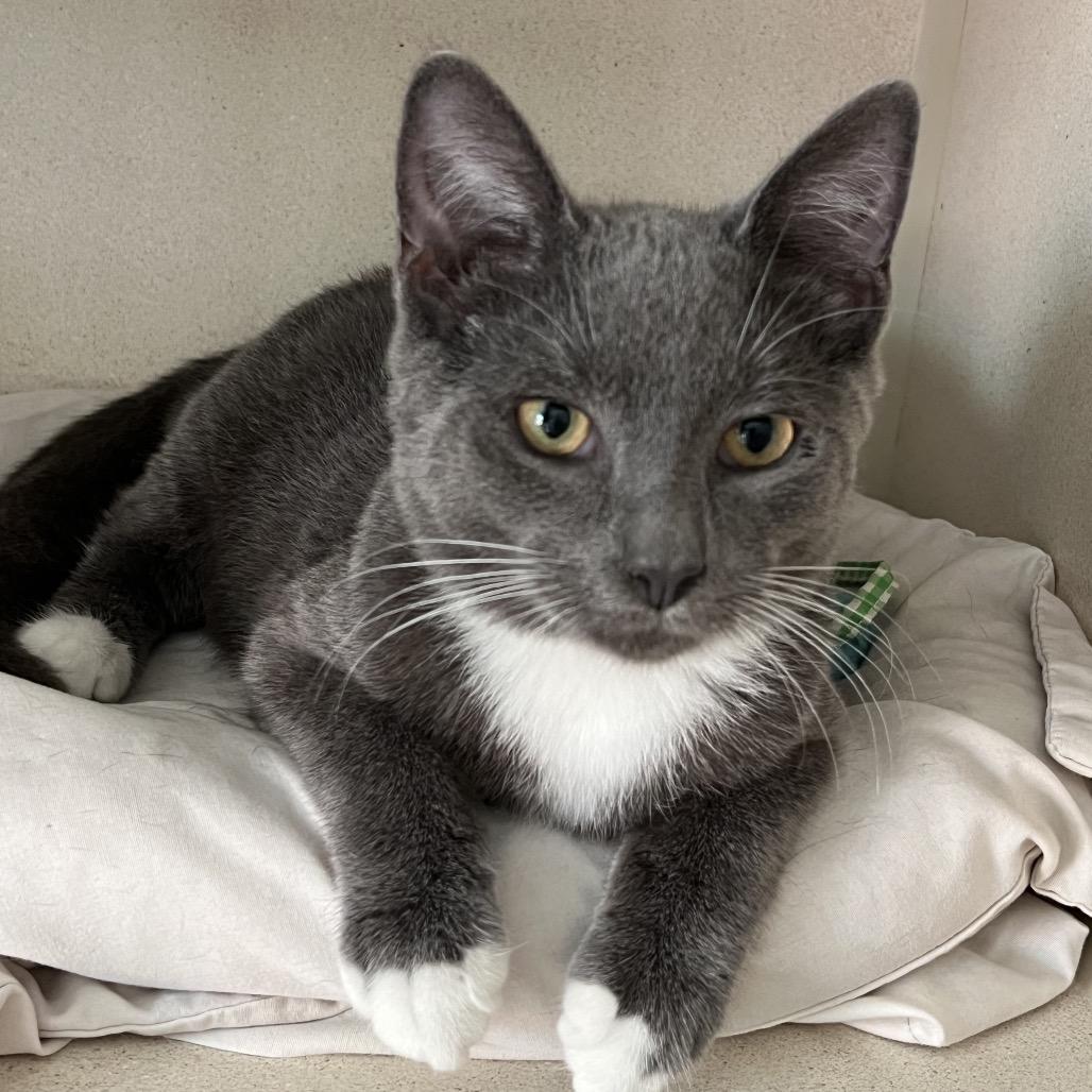 Jim, Adoptable, Young Male Domestic Short Hair.