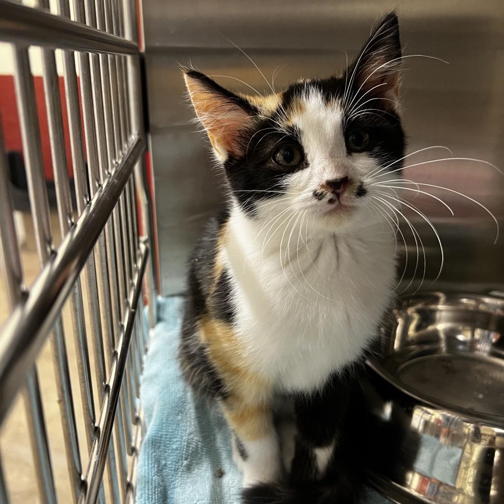 Enlarge Reva, a Adoptable Domestic Short Hair in Harrisville, WV image 1/1