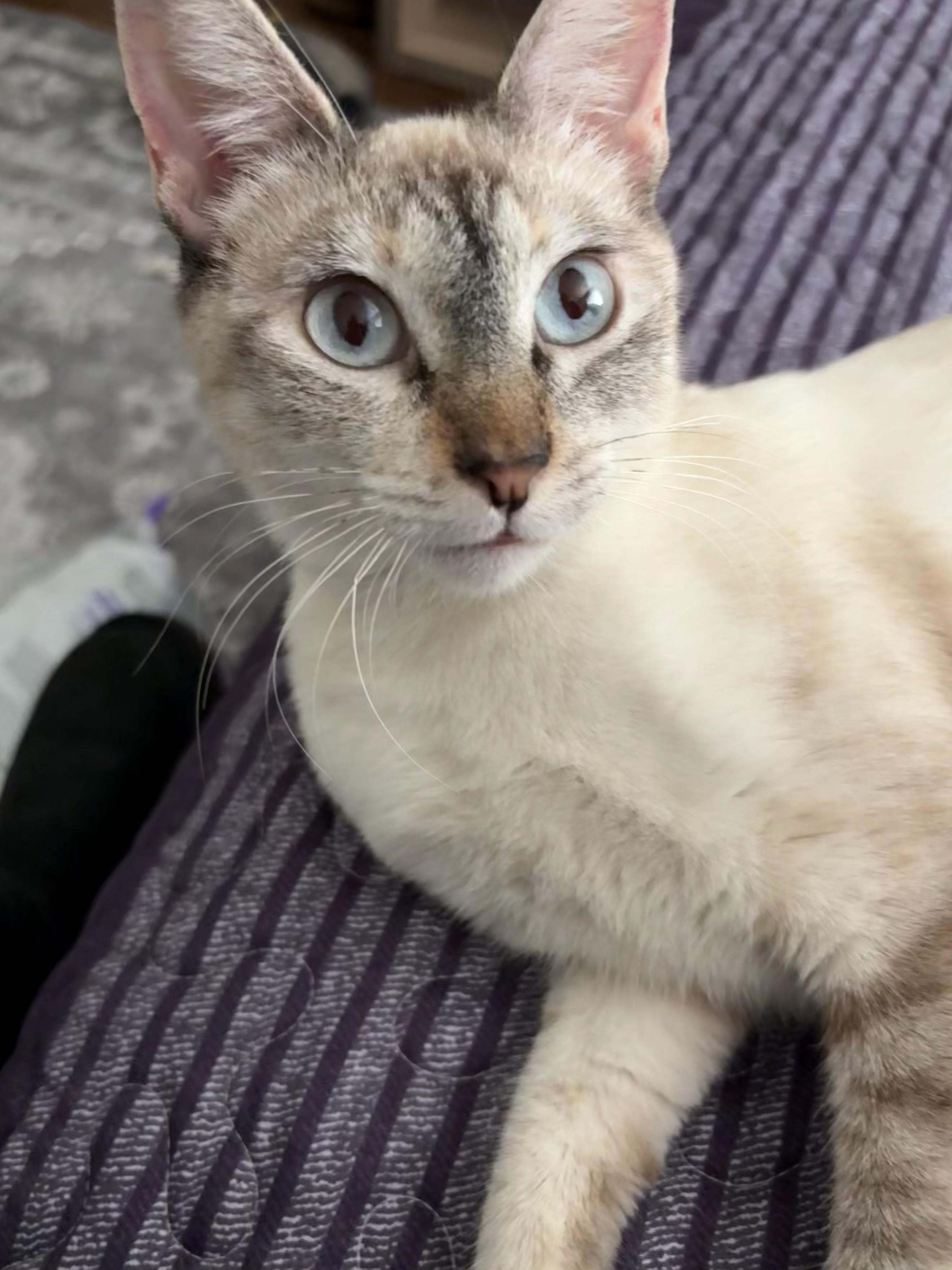 Dove , ADOPTABLE, Adult Female Siamese.