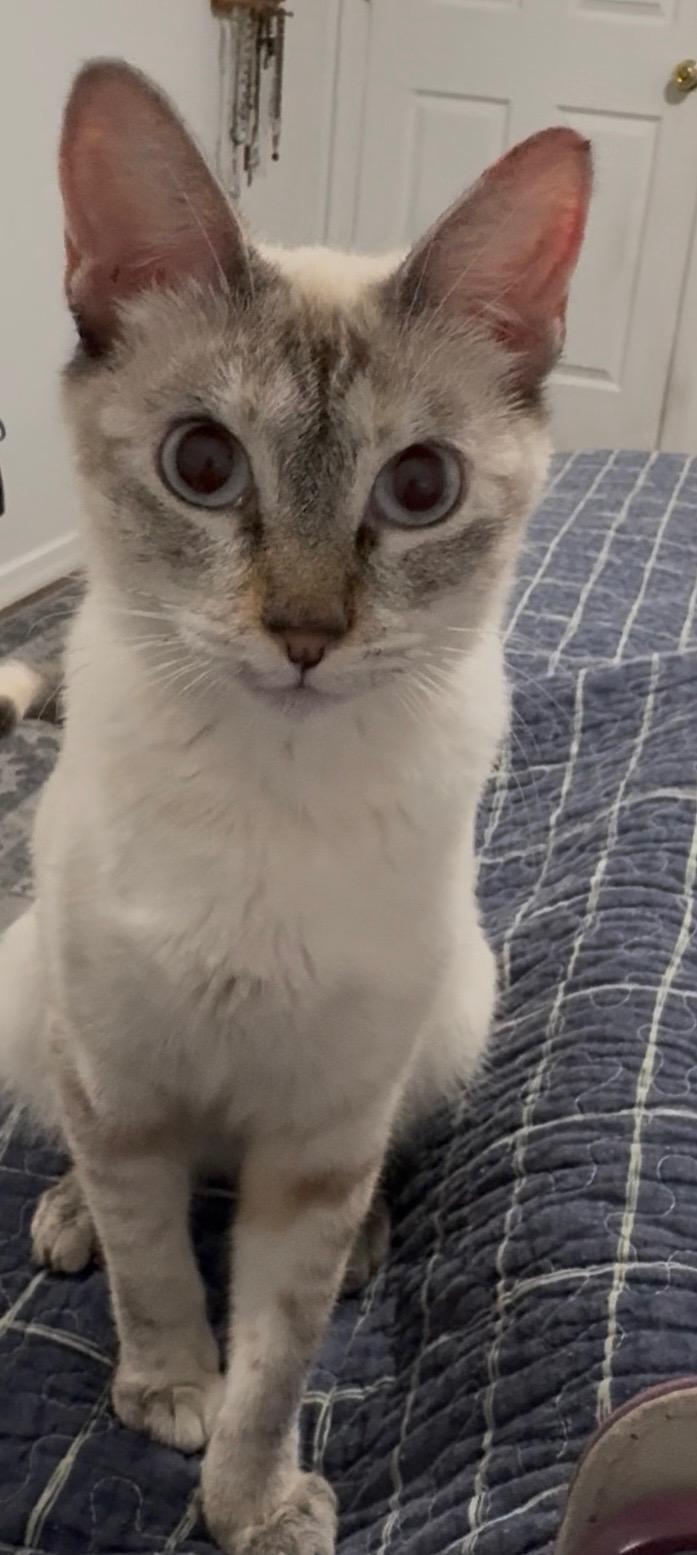 Dove , a ADOPTABLE mixed breed in Youngtown, AZ image 3/3