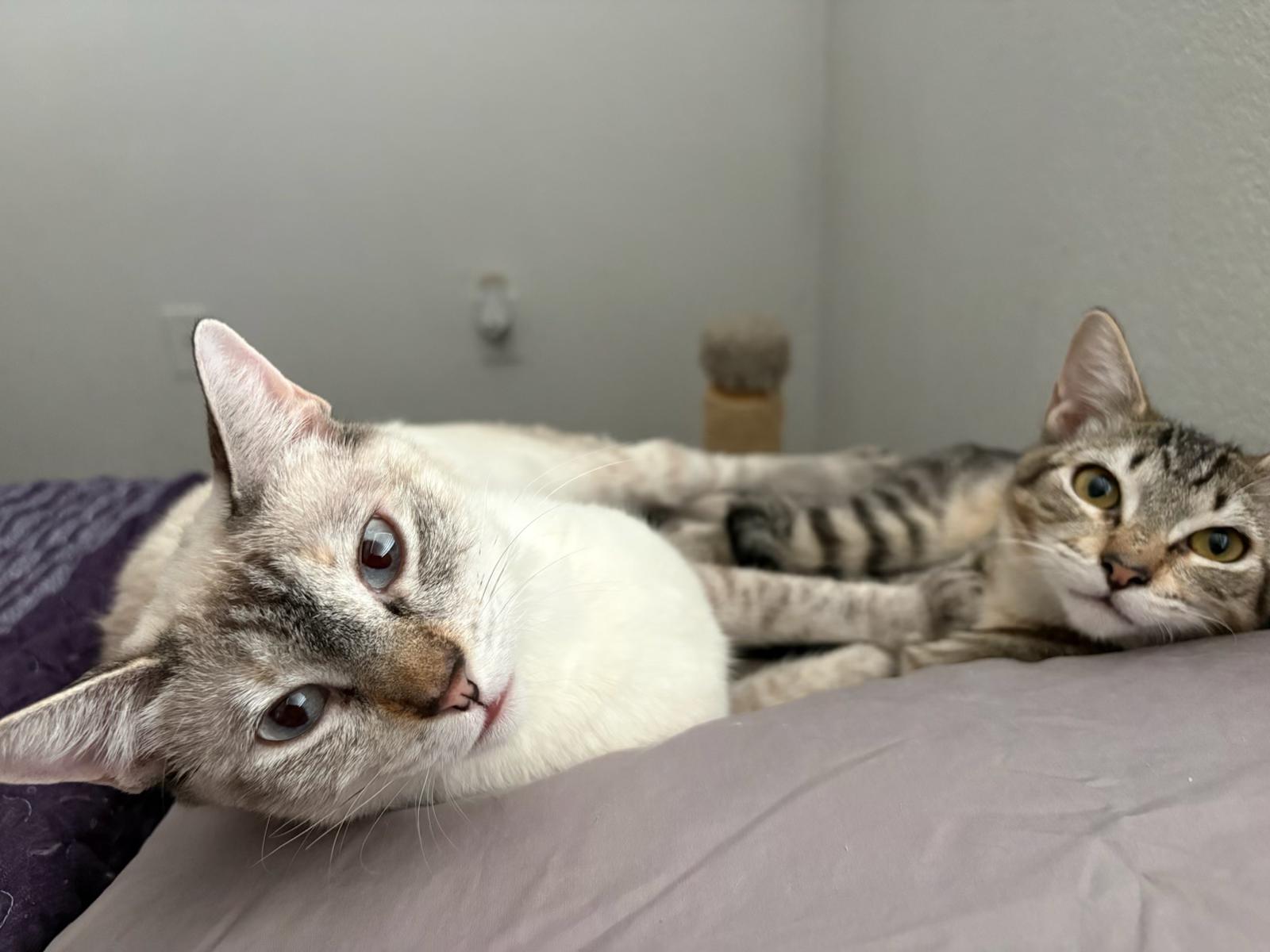 Dove , a ADOPTABLE mixed breed in Youngtown, AZ image 4/4