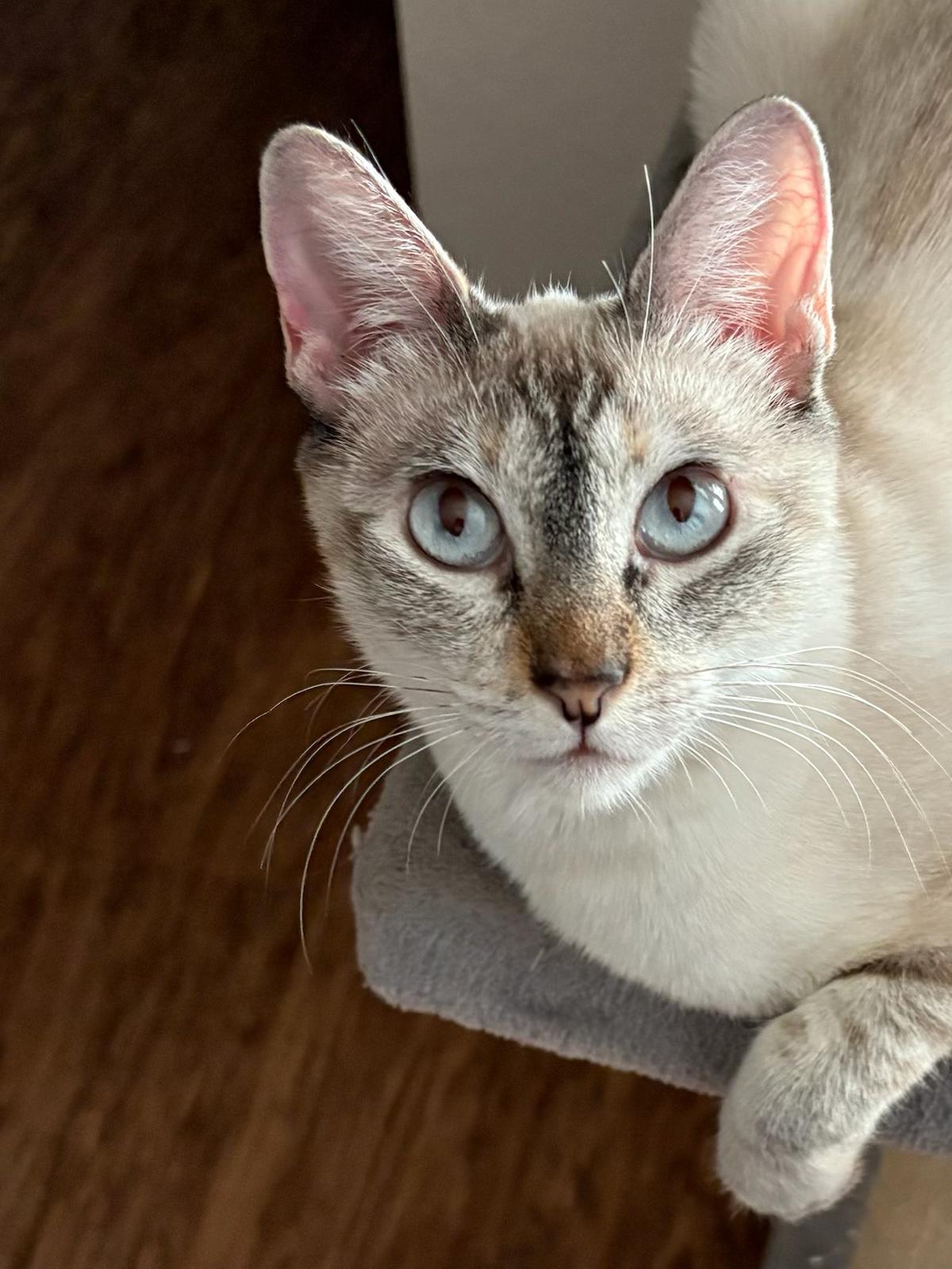 Dove , a ADOPTABLE mixed breed in Youngtown, AZ image 2/3