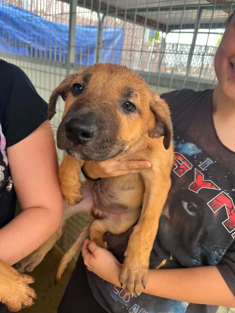 Clark, Adoptable, Puppy Male German Shepherd Dog & Mixed Breed.