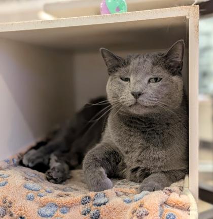 Lavenza 53996, Adoptable, Adult Female Domestic Short Hair & Domestic Short Hair.