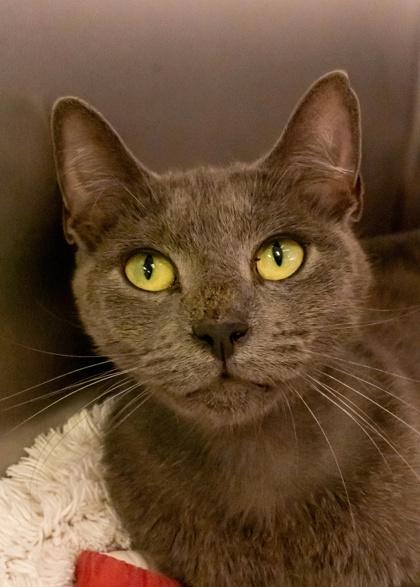 Enlarge Lavenza 53996, a Adoptable Domestic Short Hair in Aiken, SC image 2/2