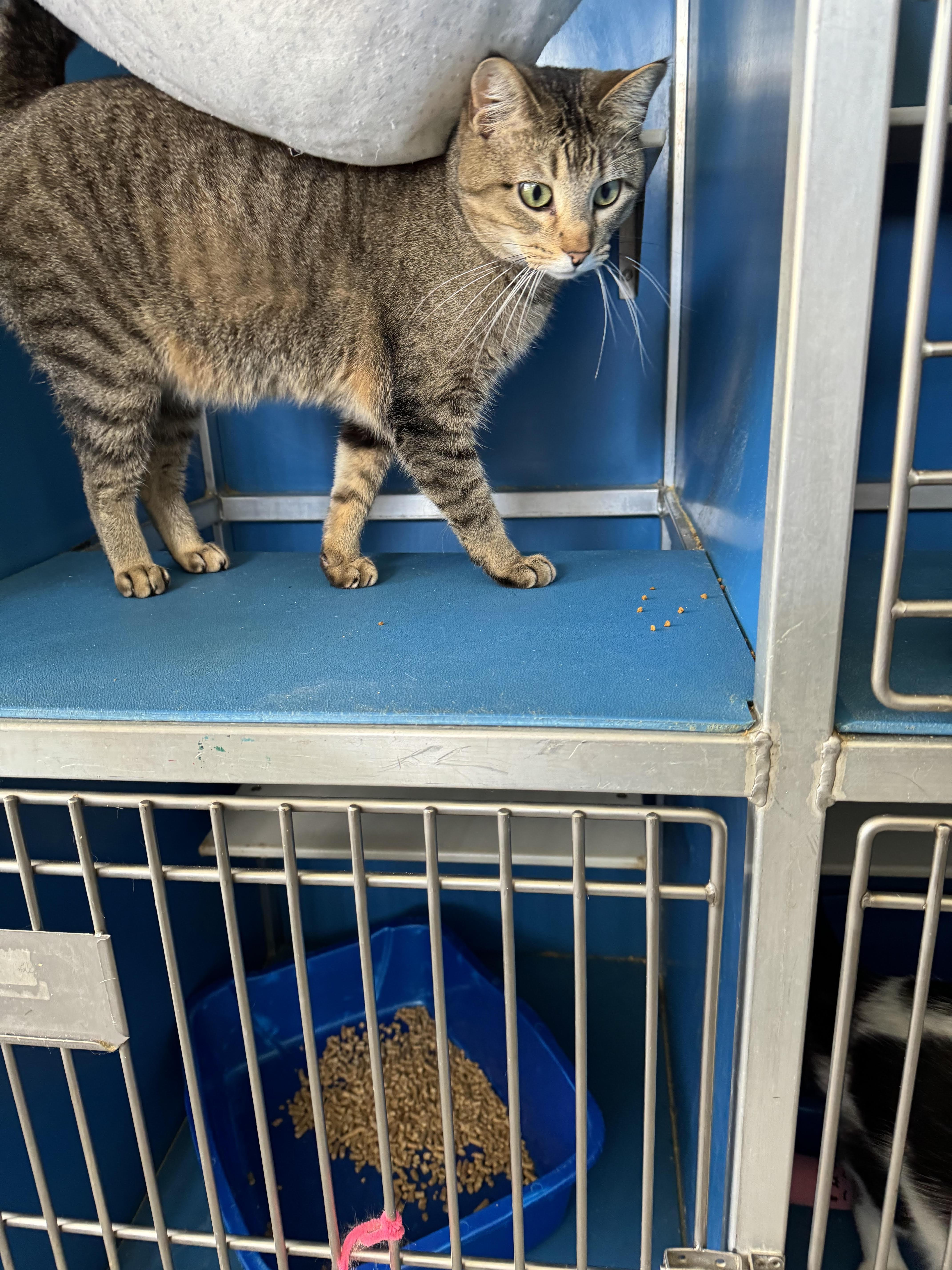 Eliesse, Adoptable, Adult Female Tabby.