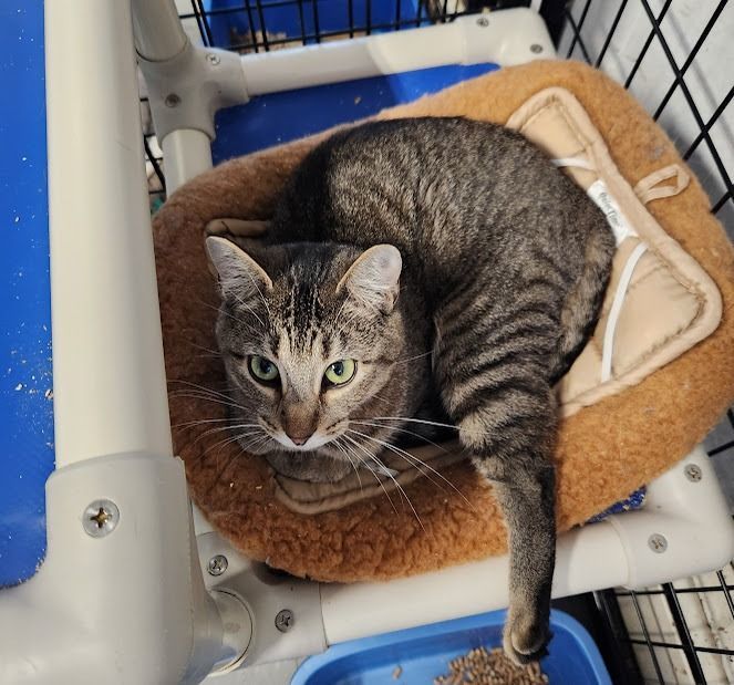 Enlarge Eliesse, a Adoptable Tabby in Hoopeston, IL image 2/2