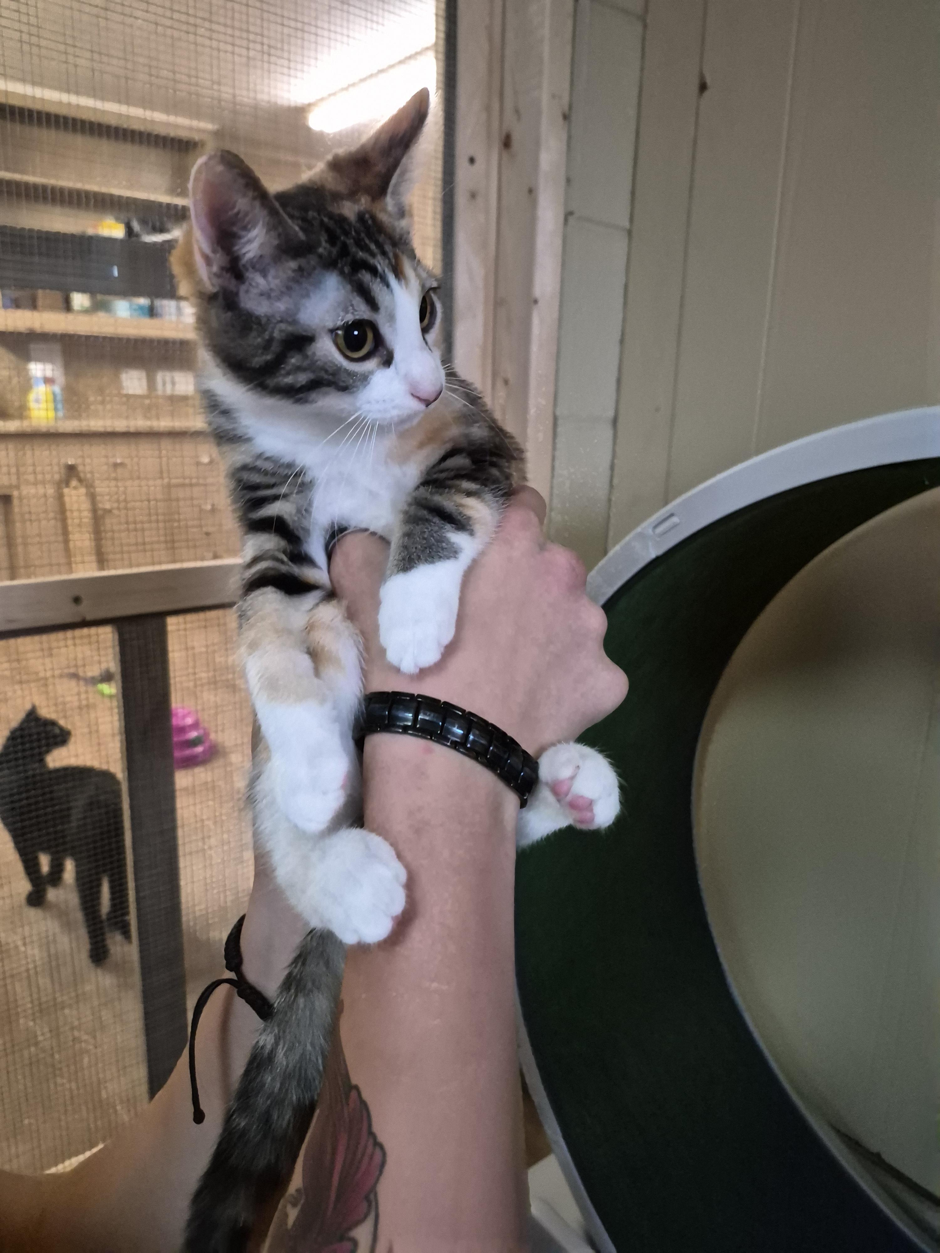 Enlarge TIANA, a Adopted Domestic Short Hair in Owatonna, MN image 2/2