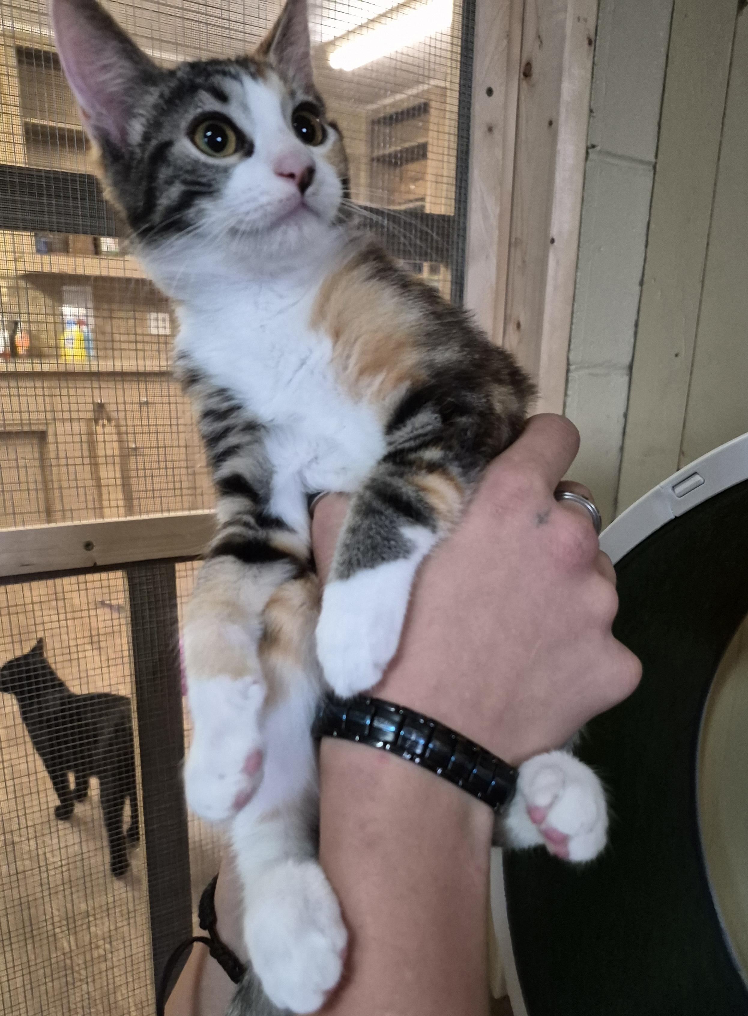 TIANA, Adopted, Kitten Female Domestic Short Hair.