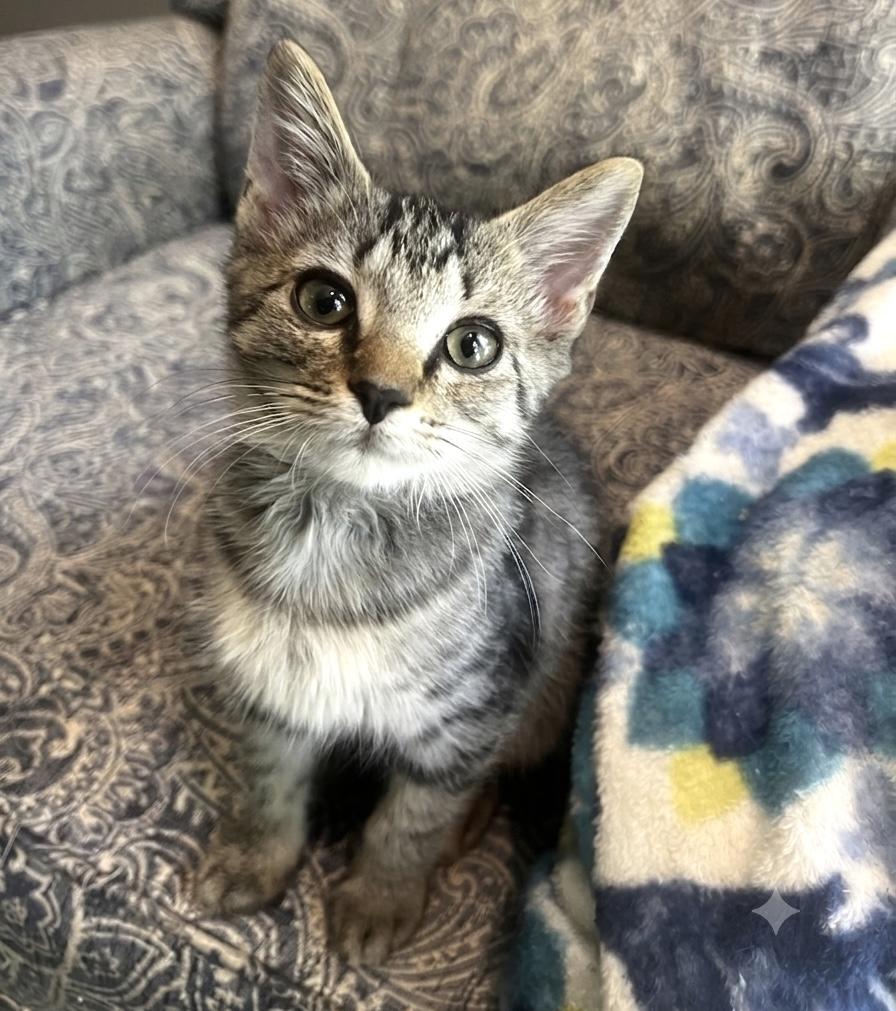 Aang, Adoptable, Kitten Male Tabby.