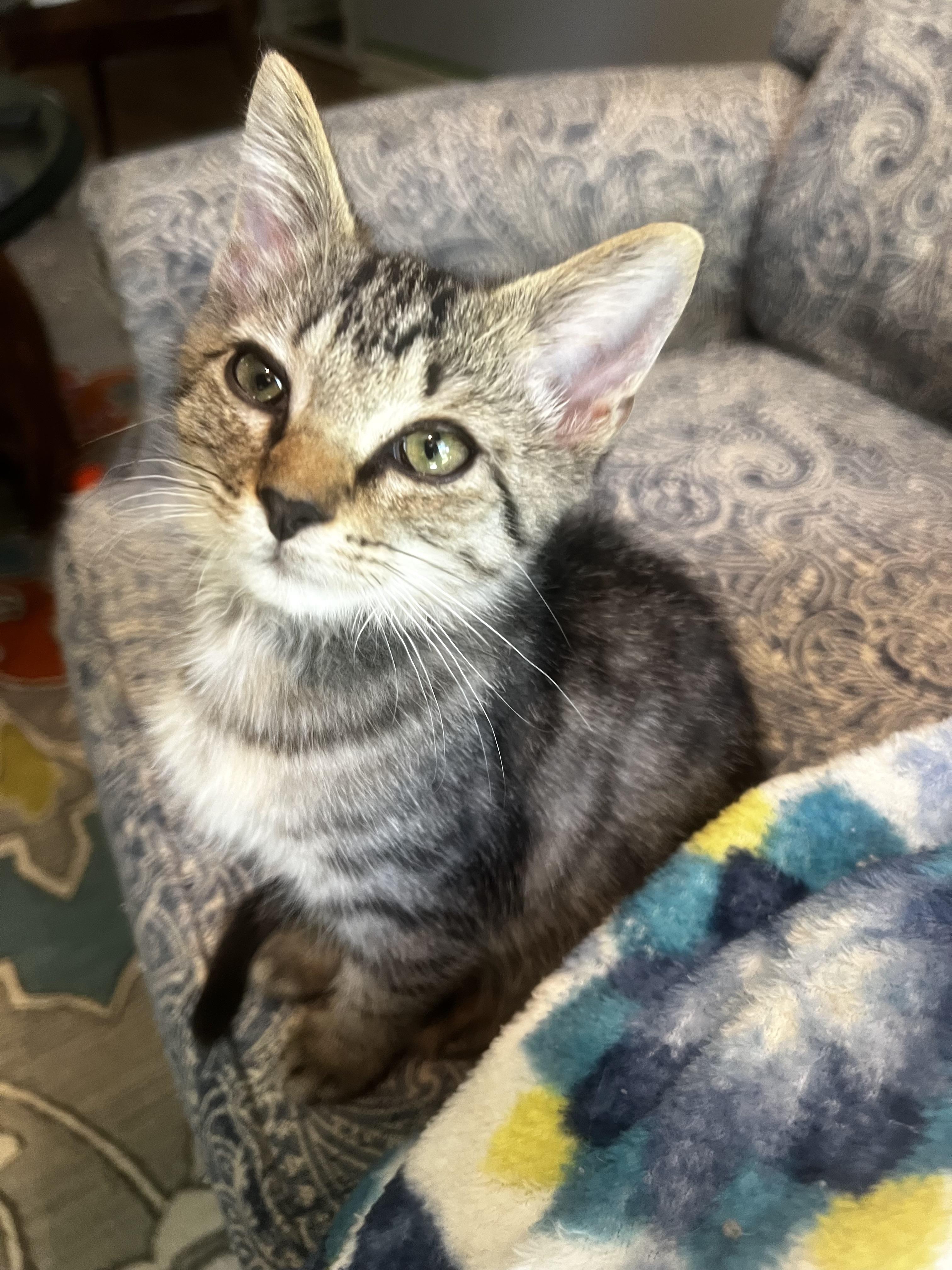 Aang, a Adoptable mixed breed in Anderson, SC image 4/6