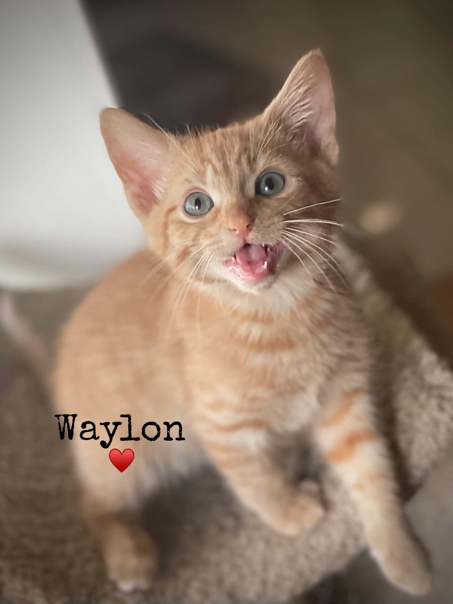 Waylon, Adoptable, Kitten Male Domestic Short Hair.