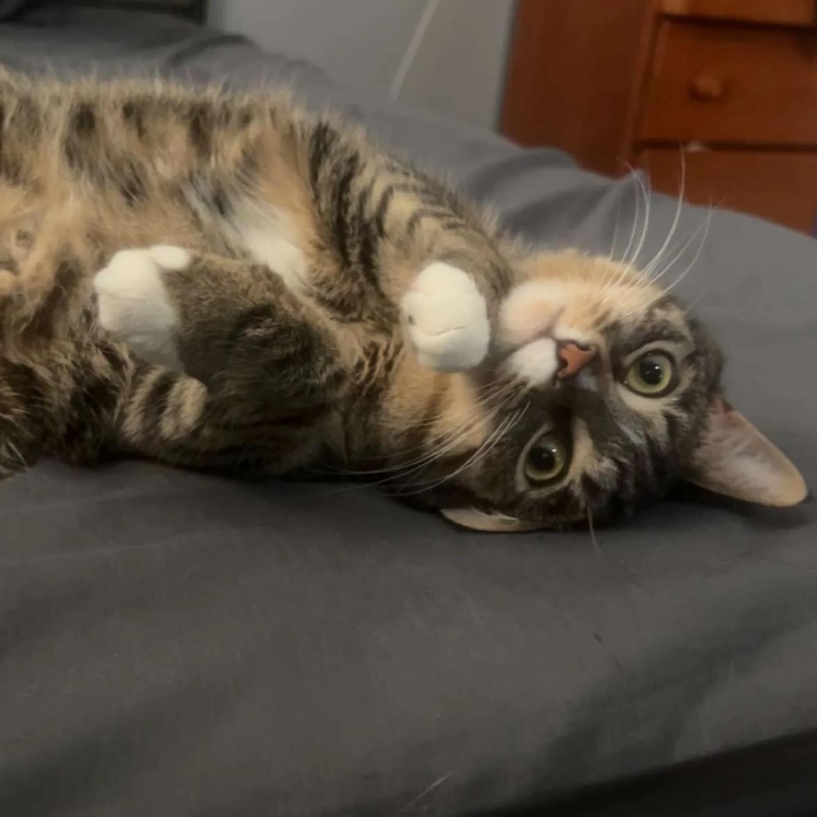 Enlarge Dega (fkaTigey), a Adoptable Domestic Short Hair in Akron, OH image 2/3