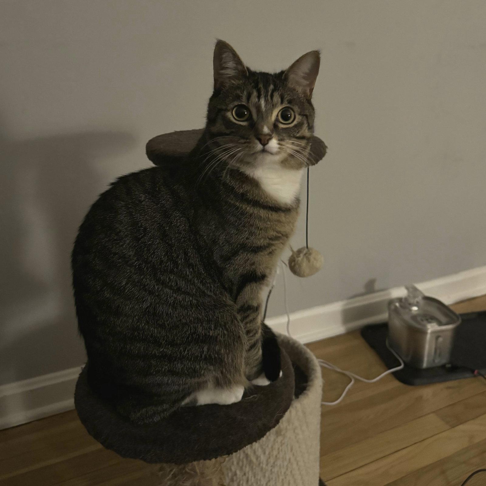 Enlarge Dega (fkaTigey), a Adoptable Domestic Short Hair in Akron, OH image 3/3