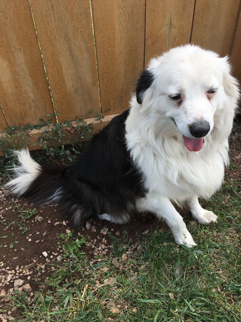 Nova, Adoptable, Adult Female Australian Shepherd.