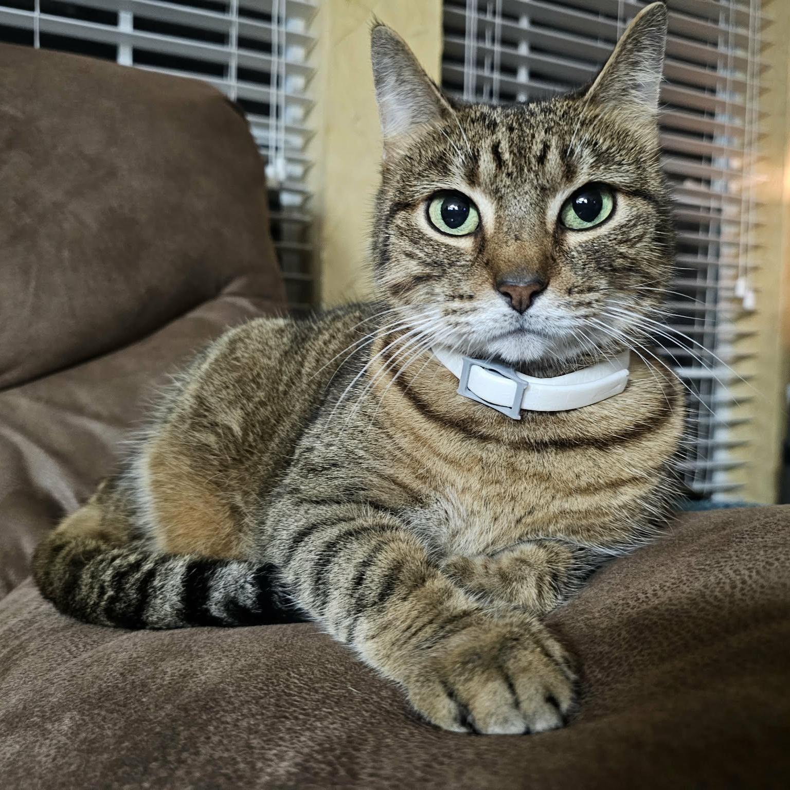 Caramel Latte, ADOPTABLE, Adult Female Tabby & Domestic Short Hair.